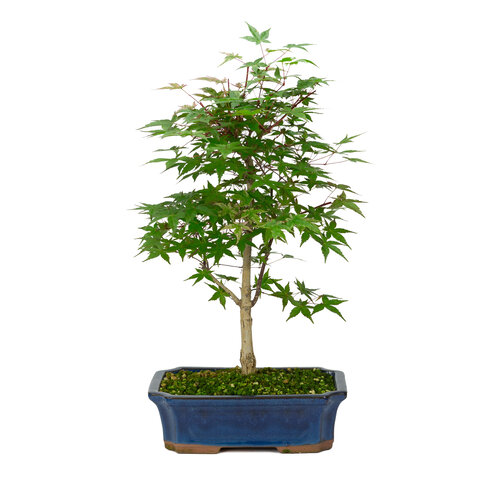 Buiten Bonsai Acer palmatum Deshojo blauwe mokko pot 25cm, hoogte ~50cm