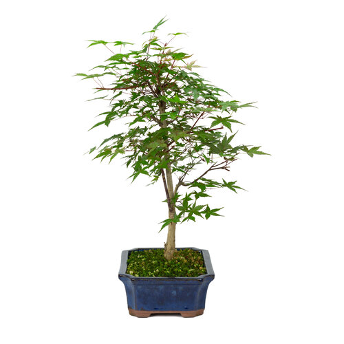 Buiten Bonsai Acer palmatum Deshojo blauwe mokko pot 25cm, hoogte ~50cm