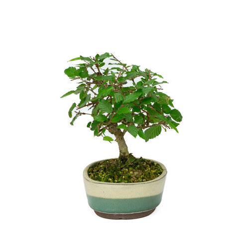 Outdoor Shohin Bonsai Carpinus coreana white green oval pot 15cm, height ~22cm