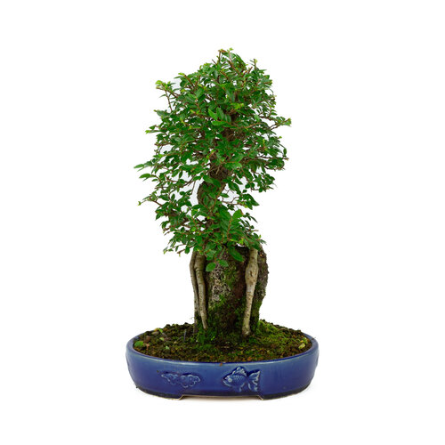 Outdoor Bonsai Ulmus roots over rock blue oval pot 20cm, height ~34cm