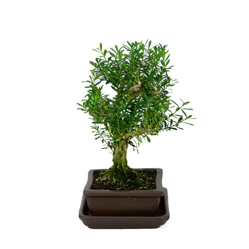 Indoor Bonsai Buxus harlandii rectangular brown  pot 15cm, height  ~26cm