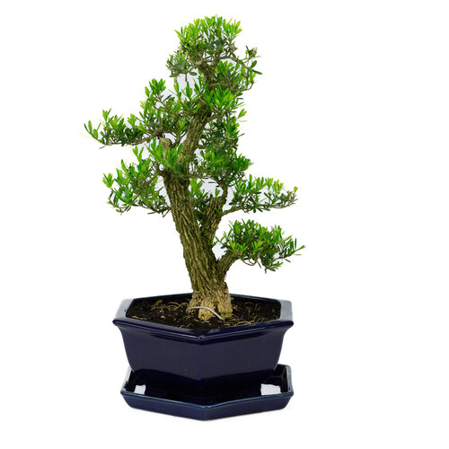 Binnen Bonsai Buxus harlandii zeshoekige blauwe pot 16cm, hoogte ~41cm