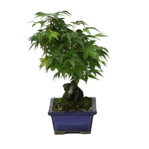 Outdoor Bonsai Acer palmatum root over rock blue rectangular pot 13cm, hoogte ~26cm Outdoor Bonsai Acer palmatum root over rock blue rectangular pot 13cm, hoogte ~26cm