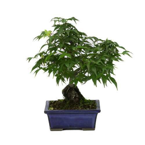 Outdoor Bonsai Acer palmatum root over rock blue rectangular pot 13cm, hoogte ~26cm Outdoor Bonsai Acer palmatum root over rock blue rectangular pot 13cm, hoogte ~26cm