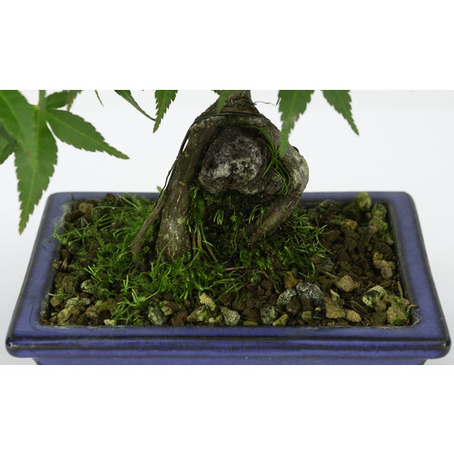 Outdoor Bonsai Acer palmatum root over rock blue rectangular pot 13cm, hoogte ~26cm Outdoor Bonsai Acer palmatum root over rock blue rectangular pot 13cm, hoogte ~26cm