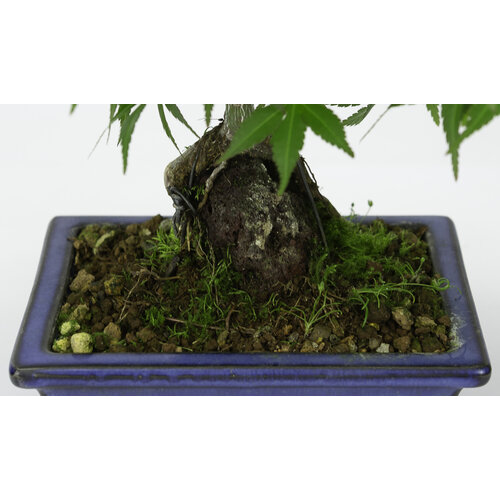 Outdoor Bonsai Acer palmatum root over rock blue rectangular pot 13cm, hoogte ~26cm Outdoor Bonsai Acer palmatum root over rock blue rectangular pot 13cm, hoogte ~26cm