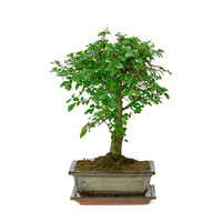 Zelkova broom green rectangular pot 20cm, height ~ 27cm