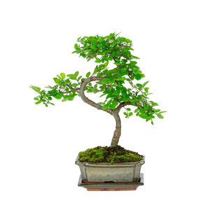 Zelkova shape green rectangular pot 15cm, height ~ 30cm