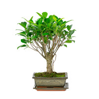 Ficus retusa broom groene rechthoekige pot 20cm, hoogte ~ 30cm
