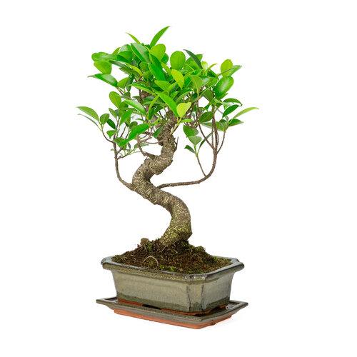 Binnen Bonsai Ficus retusa shape groene rechthoekige pot 20cm, hoogte ~ 36cm