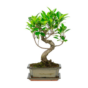 Ficus retusa shape  green rectangular pot 20cm, hoogte ~ 36cm