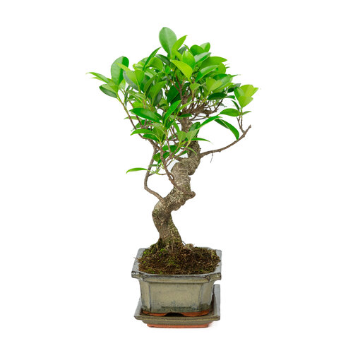 Binnen Bonsai Ficus retusa shape groene rechthoekige pot 20cm, hoogte ~ 36cm