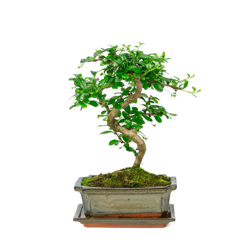 Indoor Bonsai Carmona shape green rectangular pot 20cm, height ~30cm