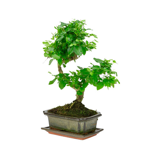 Binnen Bonsai Ligustrum sinensis shape groene rechthoekige pot 20cm, hoogte ~ 33cm