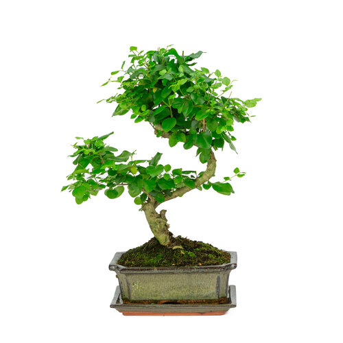 Binnen Bonsai Ligustrum sinensis shape groene rechthoekige pot 20cm, hoogte ~ 33cm