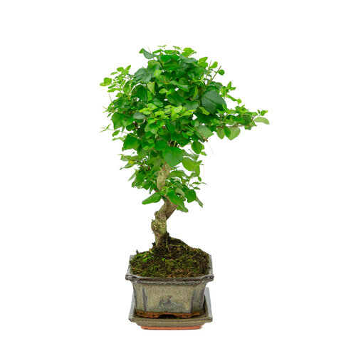 Binnen Bonsai Ligustrum sinensis shape groene rechthoekige pot 20cm, hoogte ~ 33cm