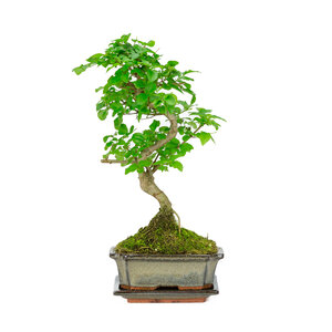 Ligustrum sinensis shape green rectangular pot 15cm, height ~ 28cm