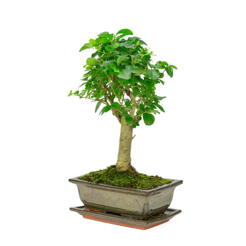 Indoor Bonsai Ligustrum sinensis broom green rectangular pot 20cm, height ~ 28cm