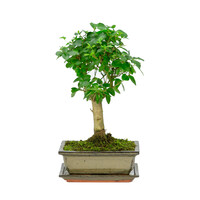 Ligustrum sinensis broom green rectangular pot 20cm, height ~ 28cm