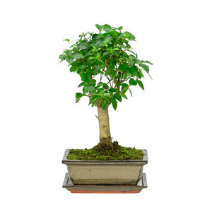 Ligustrum sinensis broom green rectangular pot 20cm, height ~ 28cm