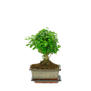 Ligustrum sinensis broom green rectangular pot 15cm, height ~ 21cm