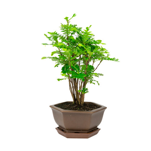 Binnen Bonsai Phyllanthus buxifolius bruine zeshoekige pot  19cm, hoogte ~36cm