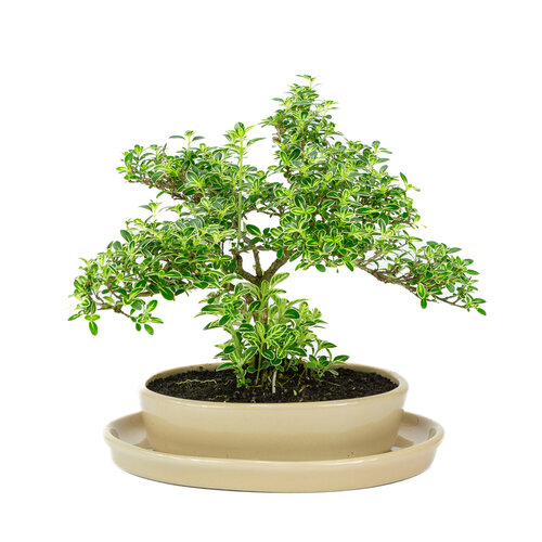 Binnen Bonsai Serissa variegata  creme ovale pot 22cm, hoogte ~30cm - Copy