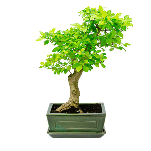 Binnen Bonsai Durantha repens groene rechthoekige pot 22cm, hoogte ~44cm