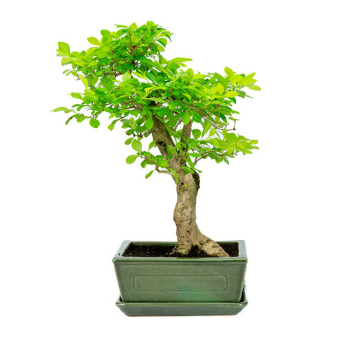 Indoor Bonsai Durantha repens  green rectangular pot 22cm, height ~44cm