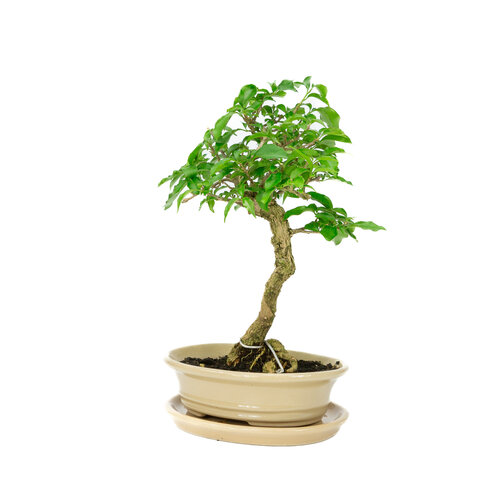 Binnen Bonsai Bougainvillea glabra creme ovale pot 18cm, hoogte ~30cm