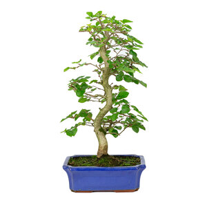Carpinus coreana blue mokko pot 23cm, height ~50cm