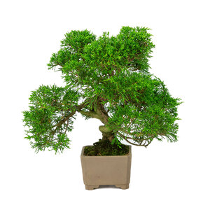 Juniperus chinensis unglazed round pot 10cm, height ~33cm