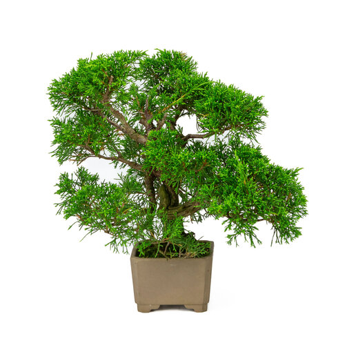 Outdoor Bonsai Juniperus chinensis unglazed round pot 10cm, height ~33cm