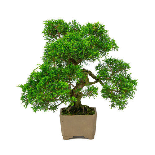 Outdoor Bonsai Juniperus chinensis unglazed round pot 10cm, height ~33cm
