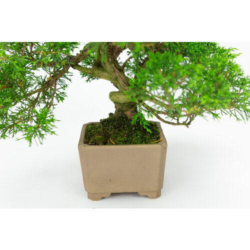 Outdoor Bonsai Juniperus chinensis unglazed round pot 10cm, height ~33cm