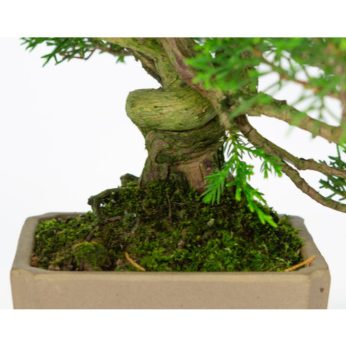 Outdoor Bonsai Juniperus chinensis unglazed round pot 10cm, height ~33cm
