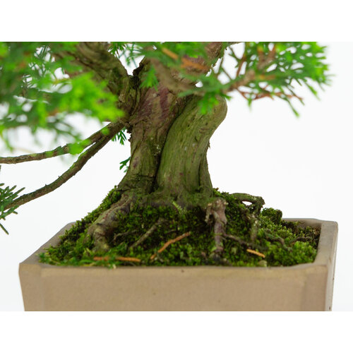 Outdoor Bonsai Juniperus chinensis unglazed round pot 10cm, height ~33cm