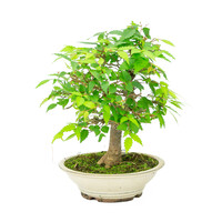 Zelkova serrata creme round pot 20cm, height ~32cm