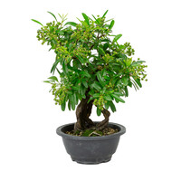 Pyracantha plastic pot 16cm, hoogte ~32cm