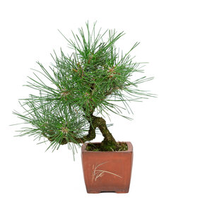 Pinus thunbergii unglazed square pot 11cm, height ~35cm