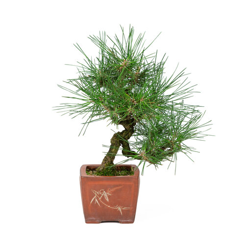 Outdoor Bonsai Pinus thunbergii unglazed square pot 11cm, height ~35cm