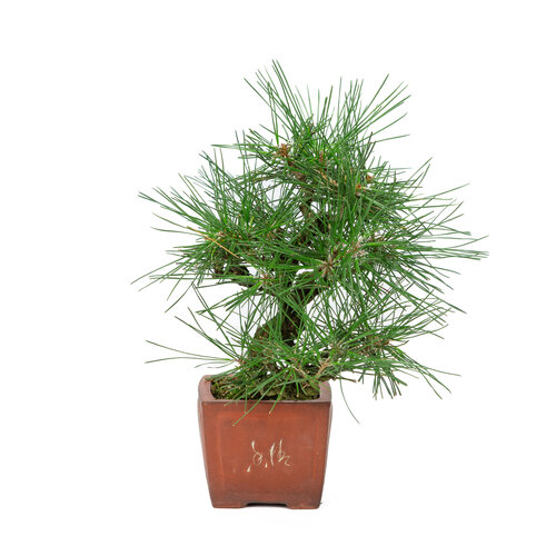 Outdoor Bonsai Pinus thunbergii unglazed square pot 11cm, height ~35cm