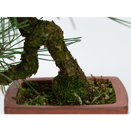 Outdoor Bonsai Pinus thunbergii unglazed square pot 11cm, height ~35cm