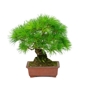 Pinus parviflora unglazed rectangular pot 15cm, hoogte ~28cm