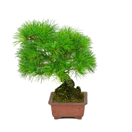 Outdoor Bonsai Pinus parviflora unglazed rectangular pot 15cm, hoogte ~28cm