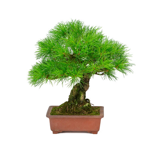 Outdoor Bonsai Pinus parviflora unglazed rectangular pot 15cm, hoogte ~28cm