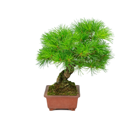 Outdoor Bonsai Pinus parviflora unglazed rectangular pot 15cm, hoogte ~28cm