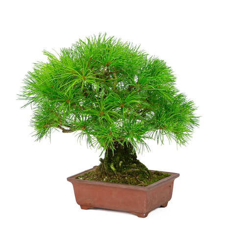 Outdoor Bonsai Pinus parviflora unglazed rectangular pot 15cm, hoogte ~28cm