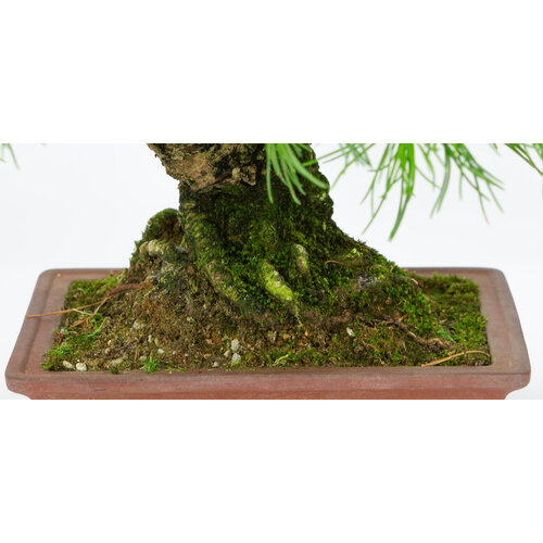 Outdoor Bonsai Pinus parviflora unglazed rectangular pot 15cm, hoogte ~28cm