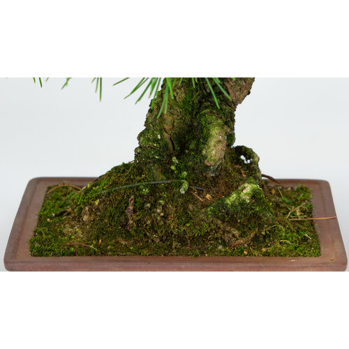 Outdoor Bonsai Pinus parviflora unglazed rectangular pot 15cm, hoogte ~28cm